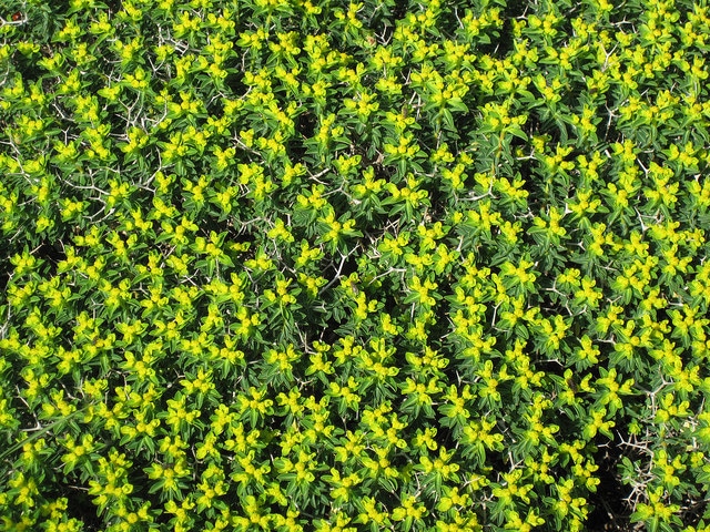 Euphorbia acanthothamnos