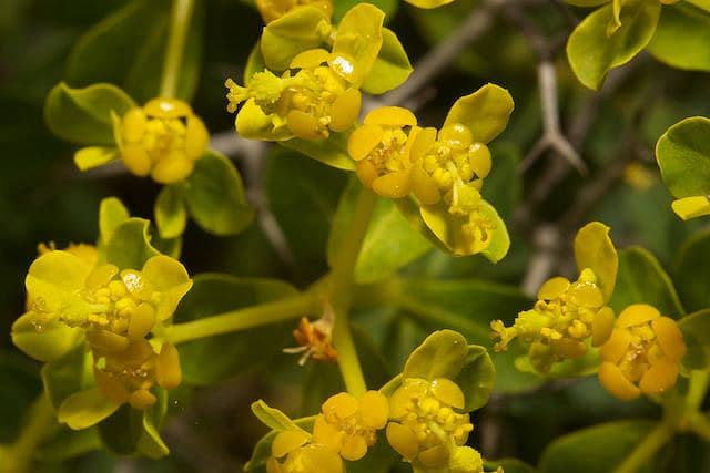 Euphorbia acanthothamnos