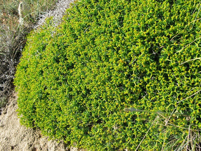 Euphorbia acanthothamnos