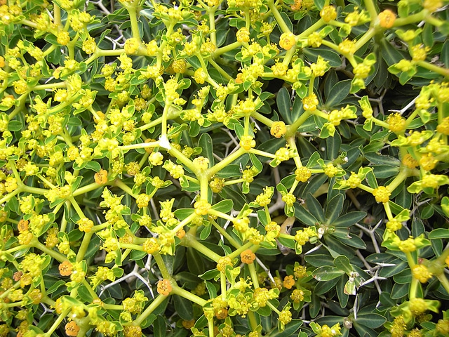 Euphorbia acanthothamnos
