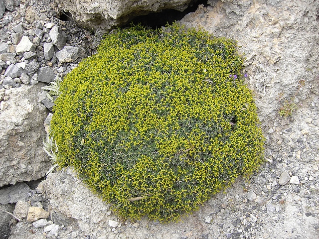 Euphorbia acanthothamnos