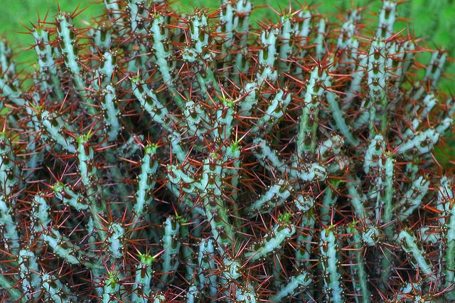 Euphorbia aeruginosa (Euphorbia aeruginosa)