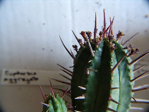 Synadenium (Euphorbia aggregata)