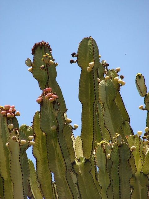 Euphorbia ammak