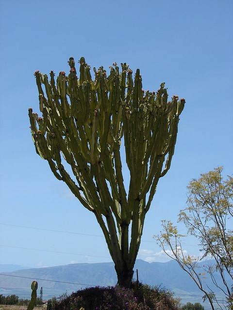 Euphorbia ammak