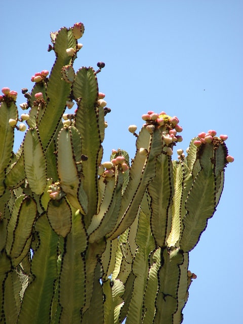 Euphorbia ammak