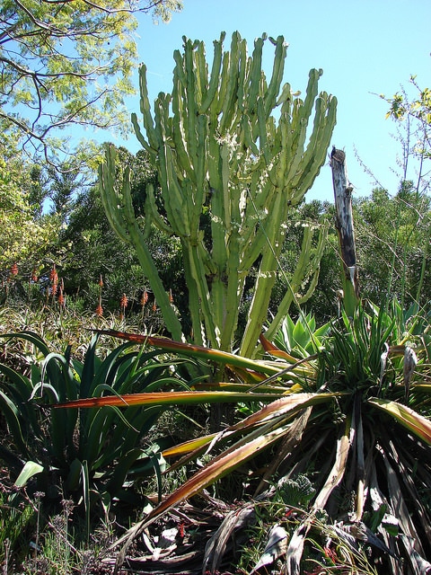 Euphorbia ammak