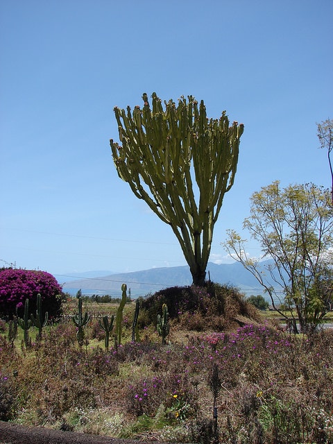Euphorbia ammak