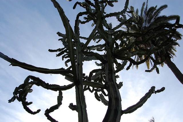 Euphorbia ammak (Euphorbia ammak)
