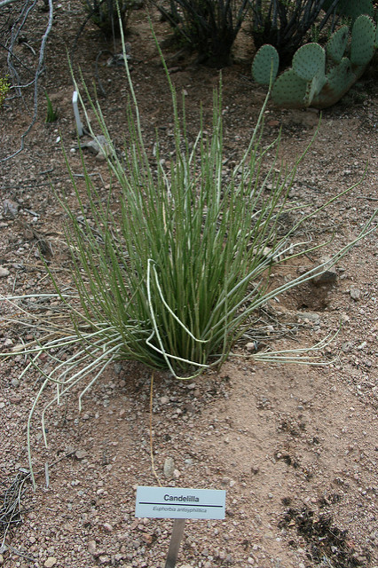 Synadenium