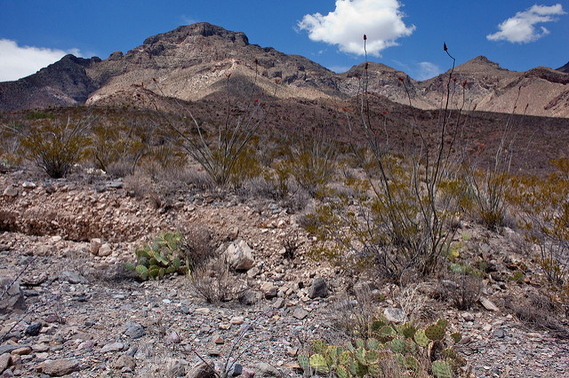 Synadenium (Euphorbia antisyphilitica)