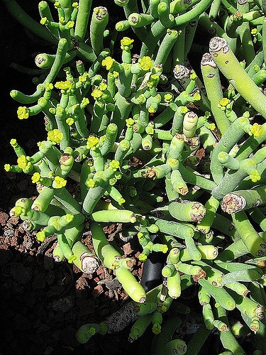 Euphorbia aphylla (Euphorbia aphylla)