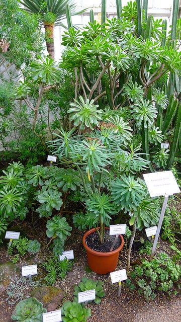 Synadenium