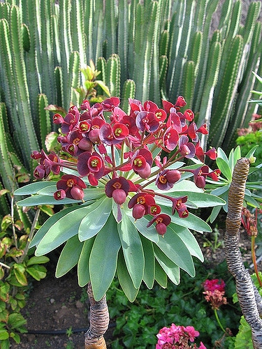 Synadenium