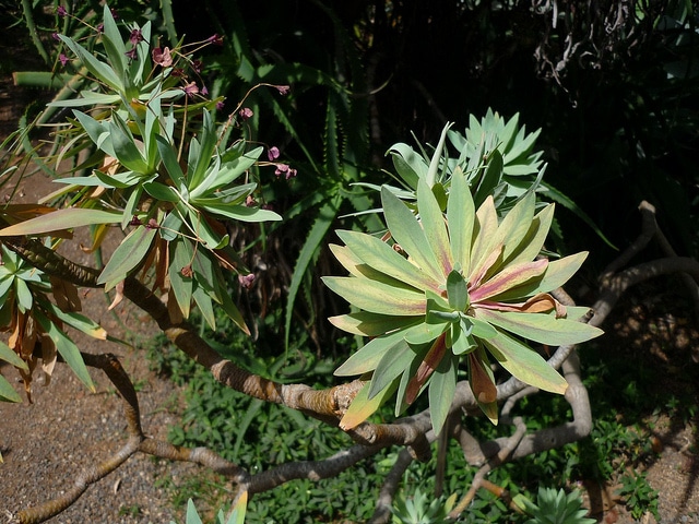 Synadenium (Euphorbia atropurpurea)