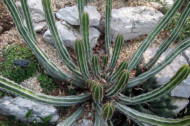 Synadenium
