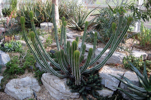 Synadenium