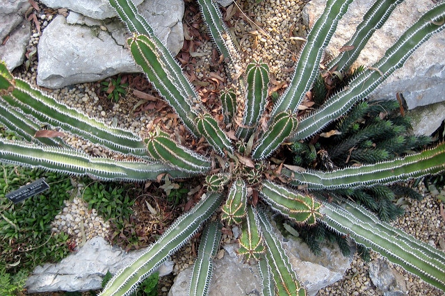 Synadenium