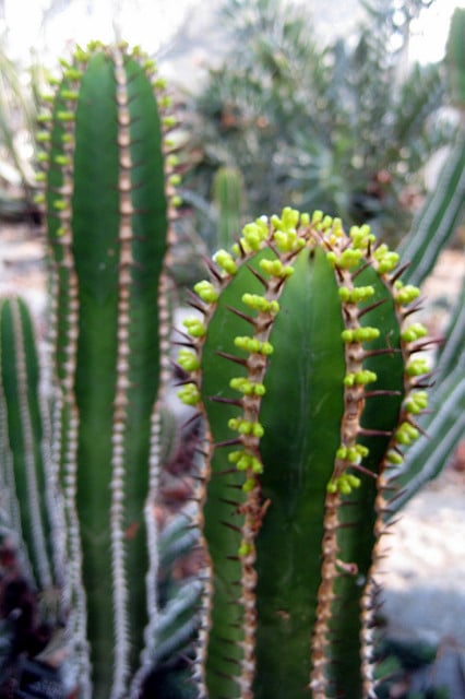 Synadenium