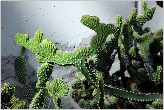 Synadenium