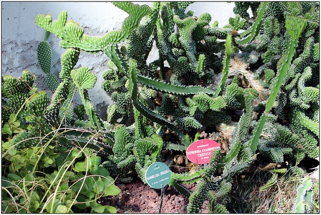 Synadenium (Euphorbia avasmontana)