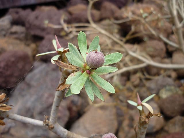 Euphorbia balsamifera