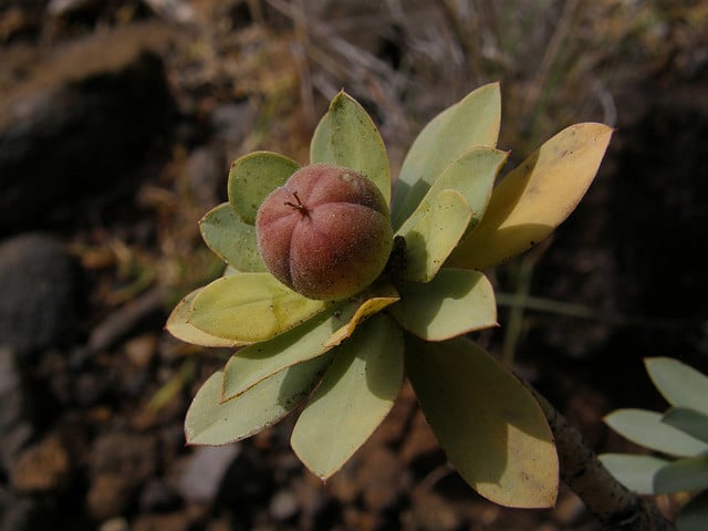 Euphorbia balsamifera