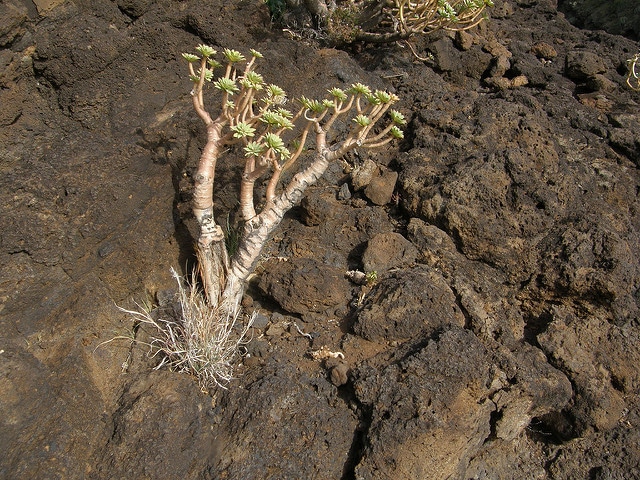Euphorbia balsamifera