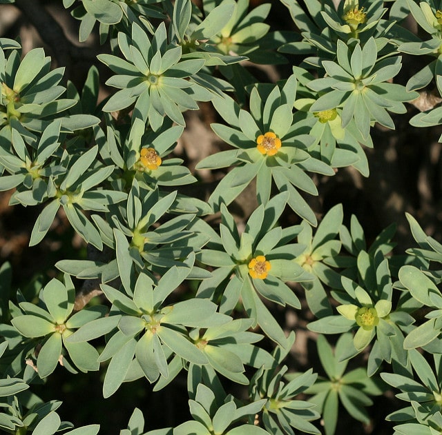 Euphorbia balsamifera