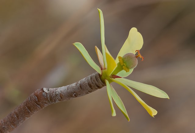 Euphorbia balsamifera