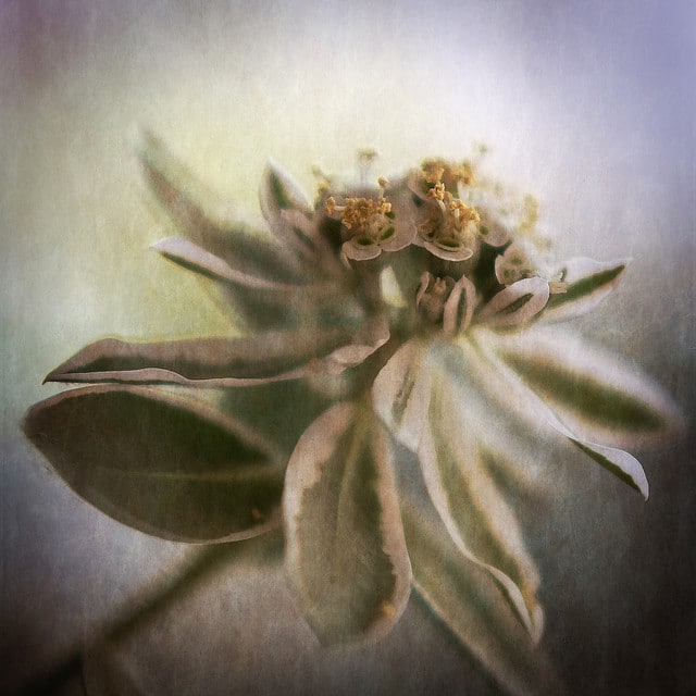 Synadenium