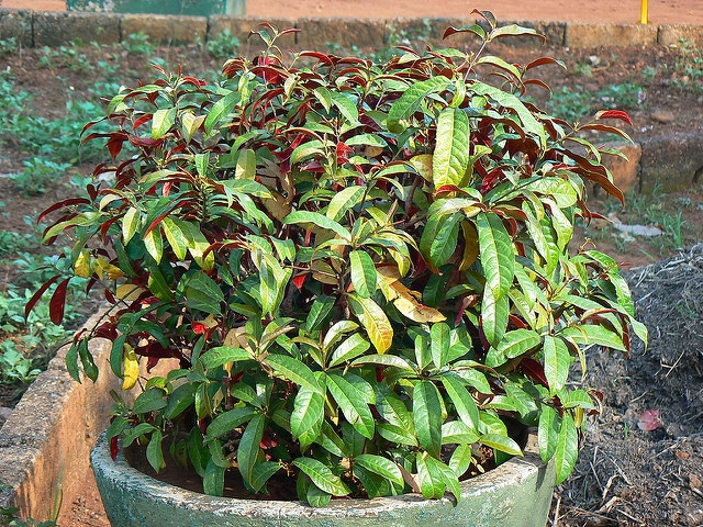 Synadenium (Euphorbia bicolor)