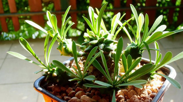 Euphorbia bupleurifolia