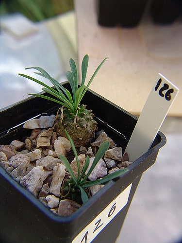 Euphorbia bupleurifolia