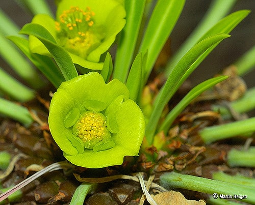 Euphorbia bupleurifolia