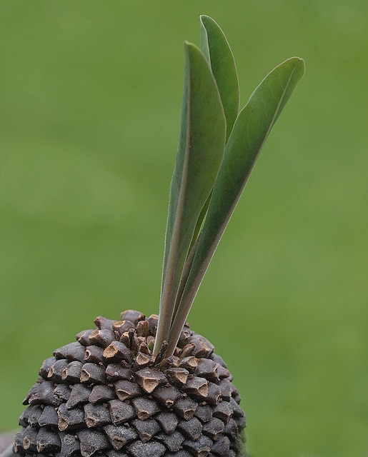 Euphorbia bupleurifolia