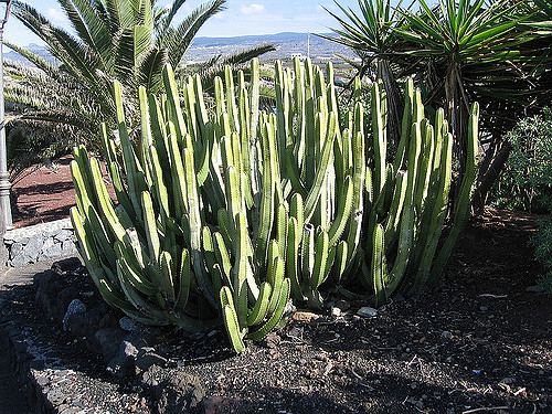 Euphorbe des canaries