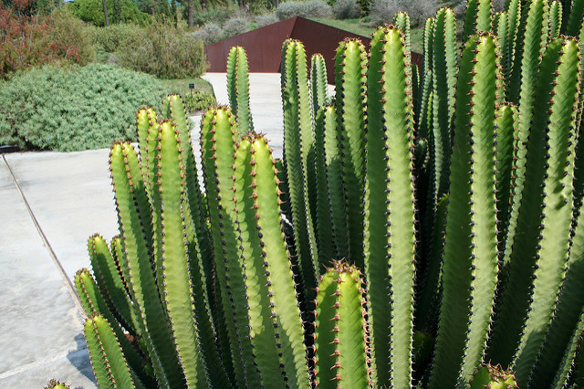 Euphorbe des canaries