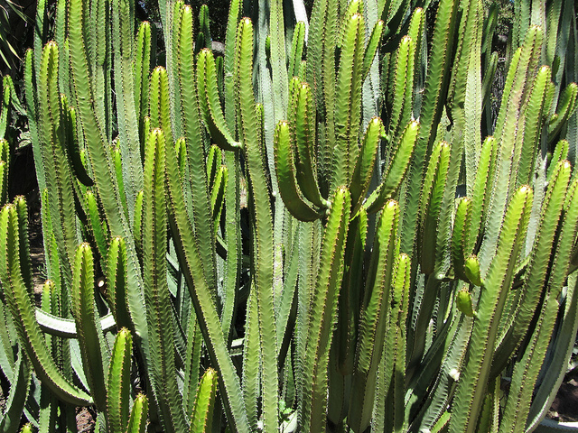 Euphorbe des canaries (Euphorbia canariensis)