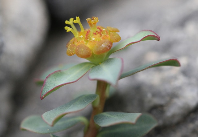 Synadenium (Euphorbia capitulata)