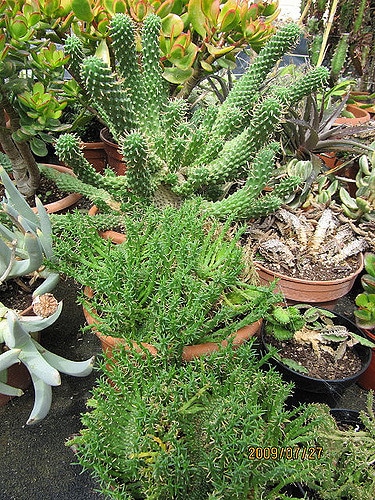 Synadenium