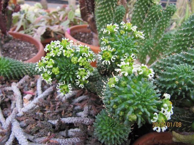 Synadenium