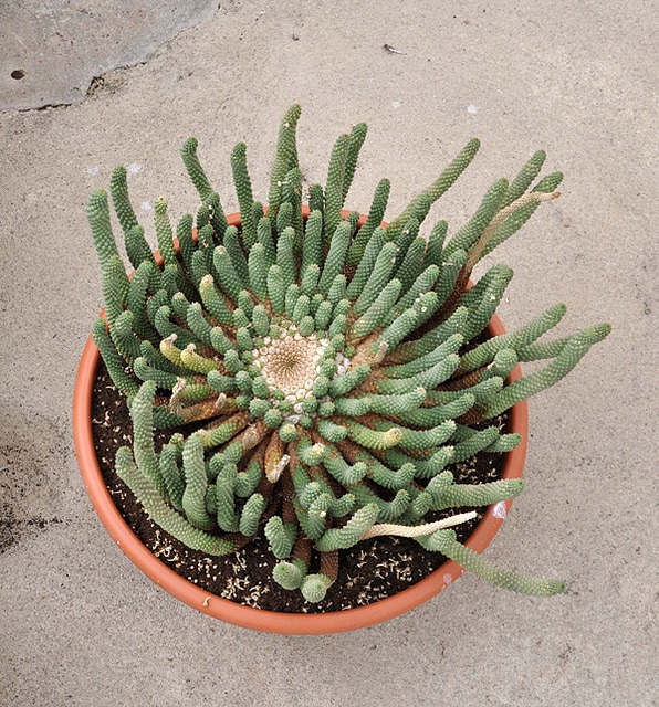 Synadenium