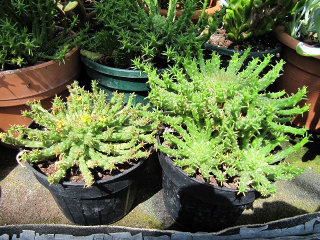Synadenium
