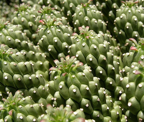 Synadenium