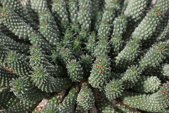 Synadenium (Euphorbia caput-medusae)