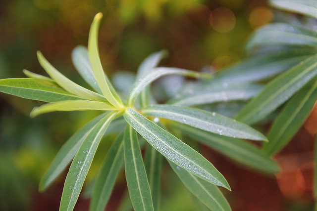Euphorbe de sicile (Euphorbia ceratocarpa)