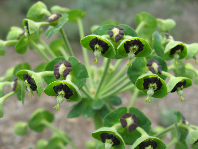 Euphorbe characias