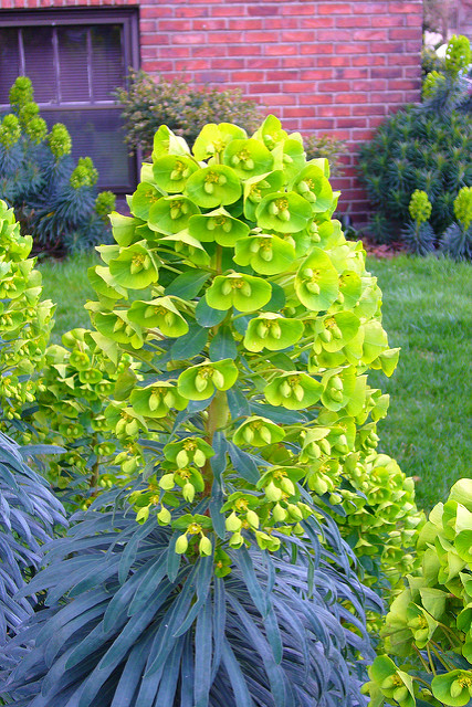 Euphorbe characias