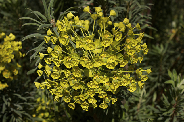 Euphorbe characias